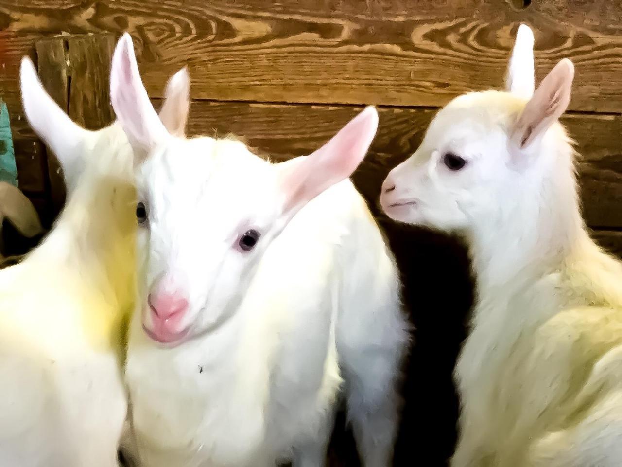 Agriturismo B&B Chevres A Cheval Charvensod Zewnętrze zdjęcie